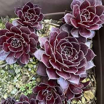 Amazon.co.jp: センペルビウム ラウンドミッドナイト 一苗300円 : DIY